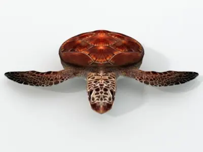 Green Turtle Low-poly 3D model