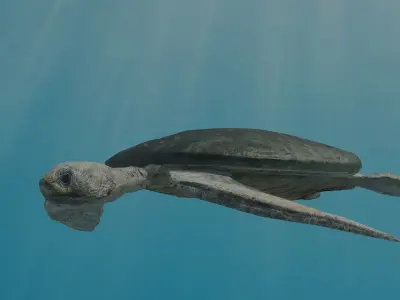 low poly sea turtle Low-poly 3D model