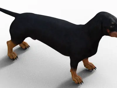 Dog Short leg 3D model