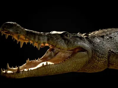 Realistic Crocodile Rig 3D model