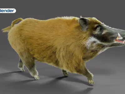 Fur Black Wild Boar Rigged V05 in Blender Low-poly 3D model