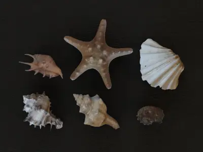 Sea shells collection Vol 1 Low-poly 3D model