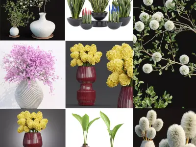 Indoor decorative plants collection