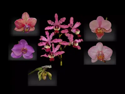 orchid flowers set 3D print model