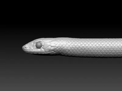 King Snake Zbrush Model 3D model