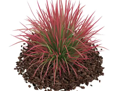 Ornamental Grass 4 3D model