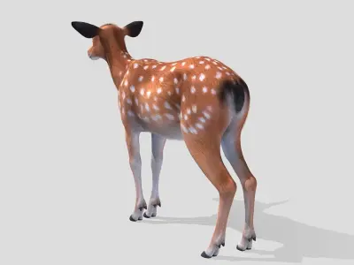 Deer - Doe Low-poly 3D model