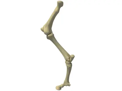 Detailed Bones of Animal Femur 3D model
