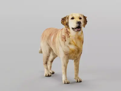 Golden Retriever Dog 3D model
