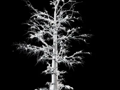 winter tree 01 3D model