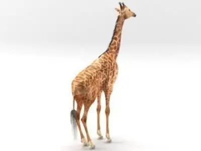 GIRAFFE 3D model 7