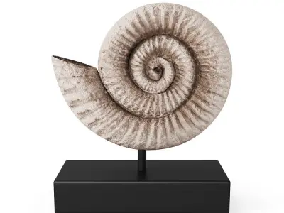 Fossil Shell 3D model
