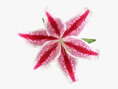Lily flower red 02 3D model