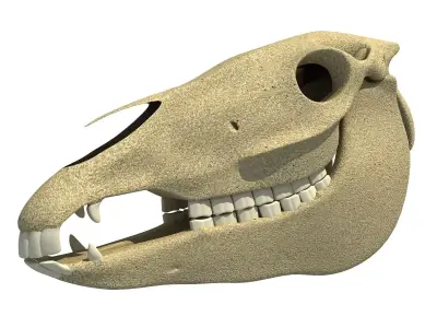 Bones of  Donkey Skull 3D model