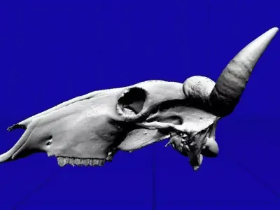 Wildebeeste Skull 3D model