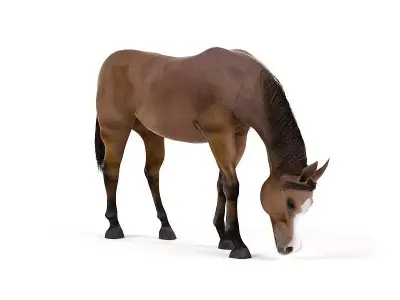Horse Brown 3D model