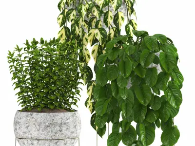indoor plant set036 3D model