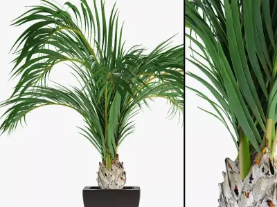 Realistic Palm Garden 3D model purchase