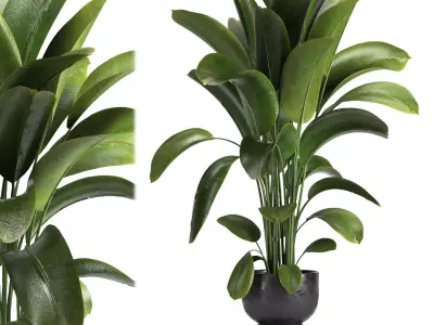 indoor plant 012 3D model