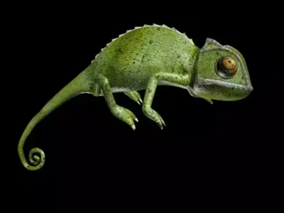 Chameleon walk rigged animated Low-poly 3D model