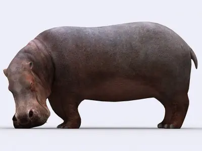 3DRT - Hippopotamus Low-poly 3D model
