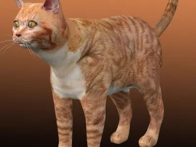 Orange Cat 3D model