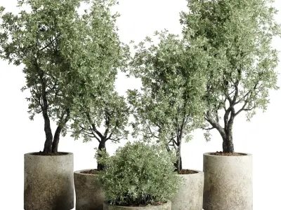 outdoor plant set 154 pot old olive tree concrete old vase Low-poly 3D model