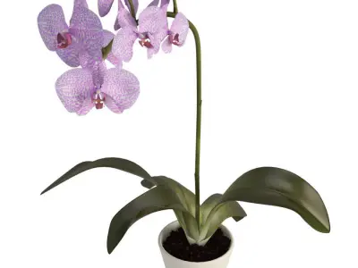 Orchids Flowers 3D model