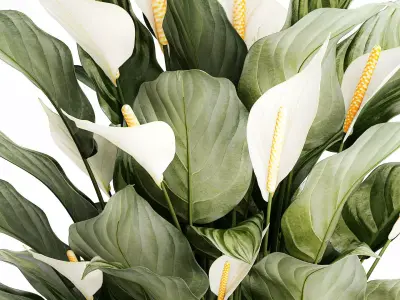 Realistic Bouquet Vase Green Leaves Spathiphyllum 614 3D model