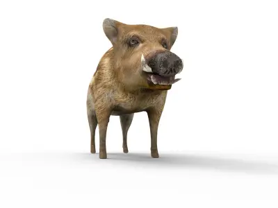 3D Boar Rigged 3D Models Low-poly 3D model