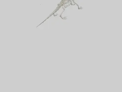 Lizard Skeleton model Low-poly 3D model