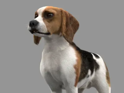 Beagle Fur Animated Rigged 3D model