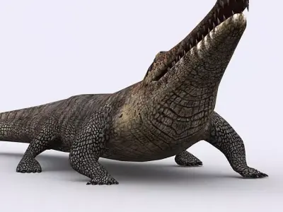 3DRT - Crocodile Low-poly 3D model