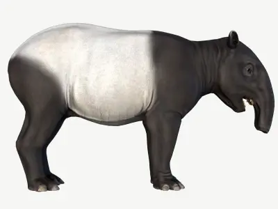Malayan Tapir Low-poly 3D model