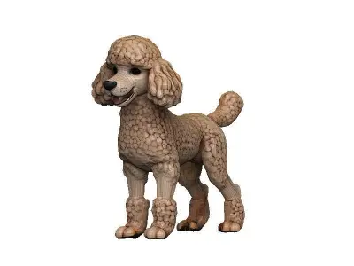 Poodle Low-poly 3D model
