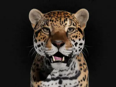 Jaguar For Production 3D model