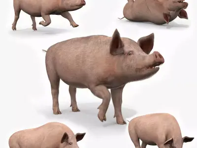Porky the pig - animated 3d fur model 3D model