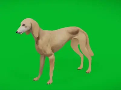 Saluki Persian Hound Dog Low-poly 3D model