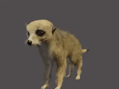 meerkat 3D model