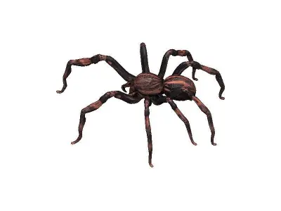 Spider Low-poly 3D model 9