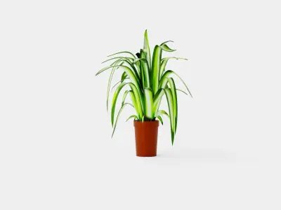 Chlorophytum varigata Low-poly 3D model