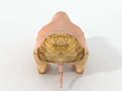 Pink Armadillo Low-poly 3D model