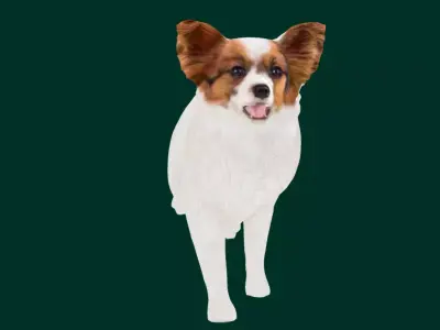 Papillon Dog 3D model