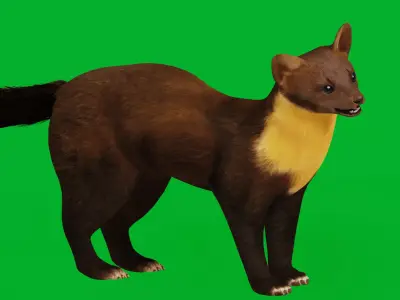 European Pine Marten Low-poly 3D model