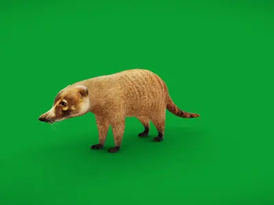Coatis  Coatimundis Nasus Low-poly 3D model