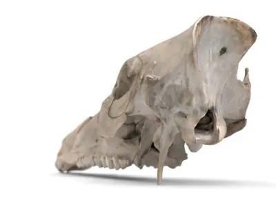 Boar Skull 3D model
