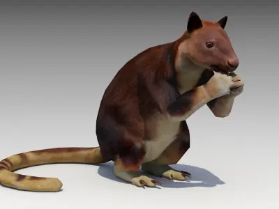 Tree-kangaroo australian kangaroo 3D model