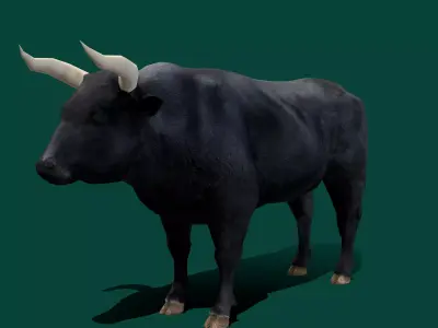 Spanish Bull Cattle Animal Low-poly 3D model