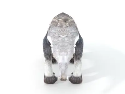 Anteater Low-poly 3D model