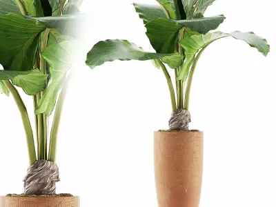 Plants Collection 53 3D model